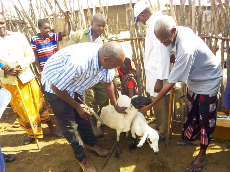 LIVESTOCK VACCINATION; COUNTY MOVES TO PROTECT PASTROLISTS AND LIVESTOCK FARMERS