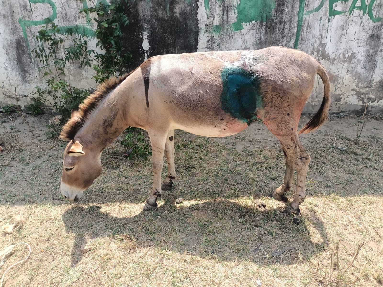 LAMU COUNTY CONDUCTS THE FIRST EVER CEASERIAN SECTION IN A DONKEY