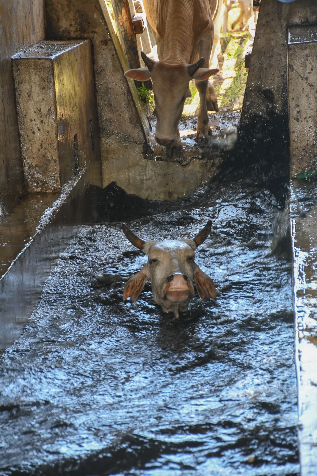 CONSTRUCTION OF NEW AND REHABILITATION OF DILAPIDATED CATTLE DIPS AND VACCINATION CRUSHES ONGOING ACROSS THE COUNTY