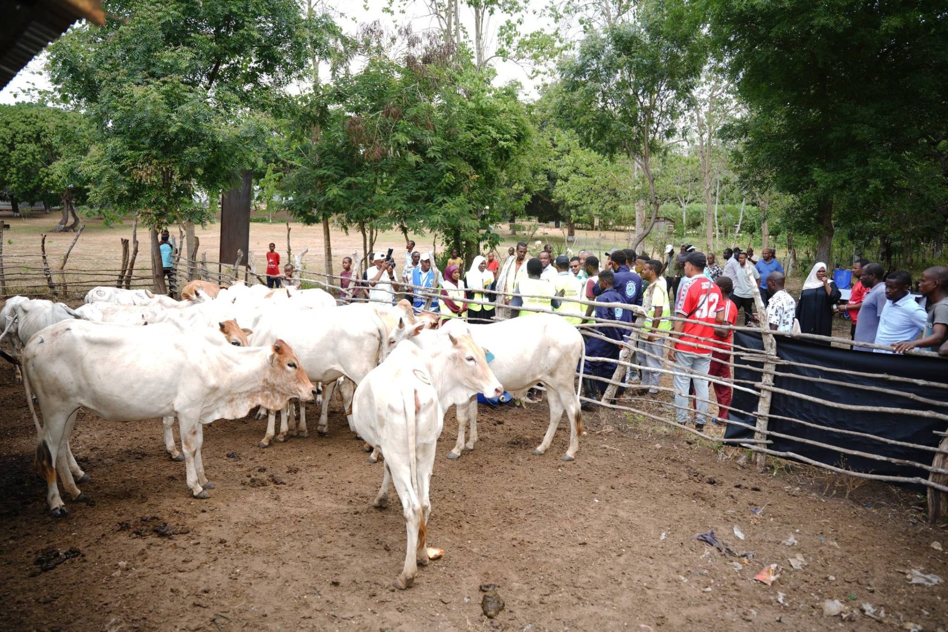GOVERNOR TIMAMY HANDS OVER 28 CATTLE TO WITU YOUTH GROUP UNDER KEMFSED
